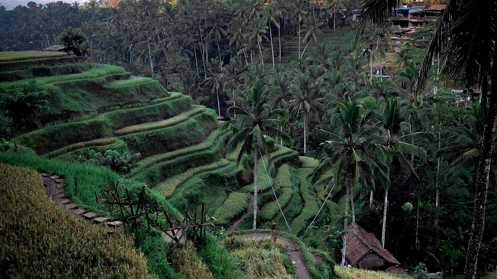 Green rice terraces in Bali near Ubud