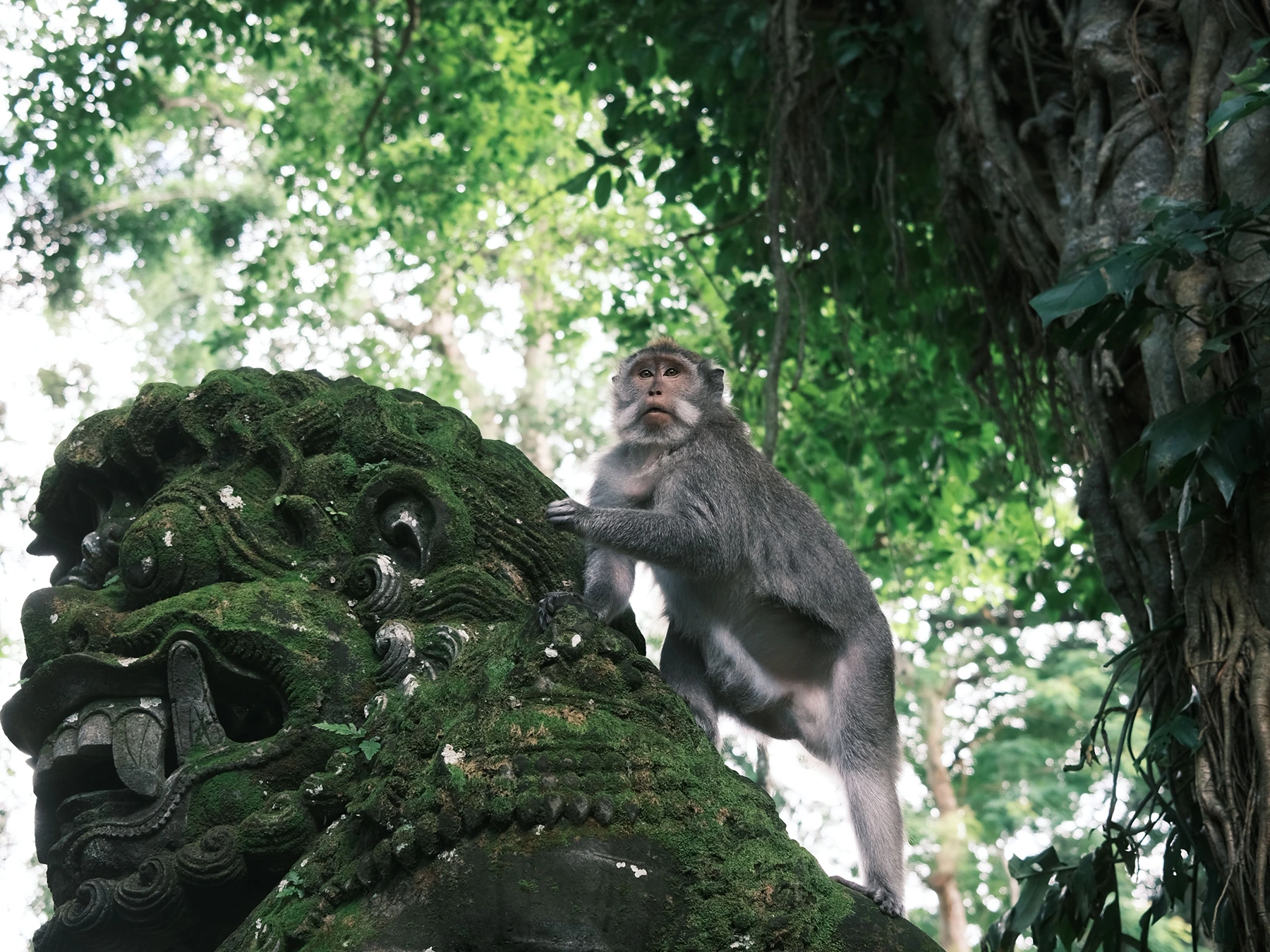 Sacred Monkey Forest Sanctuary in Ubud