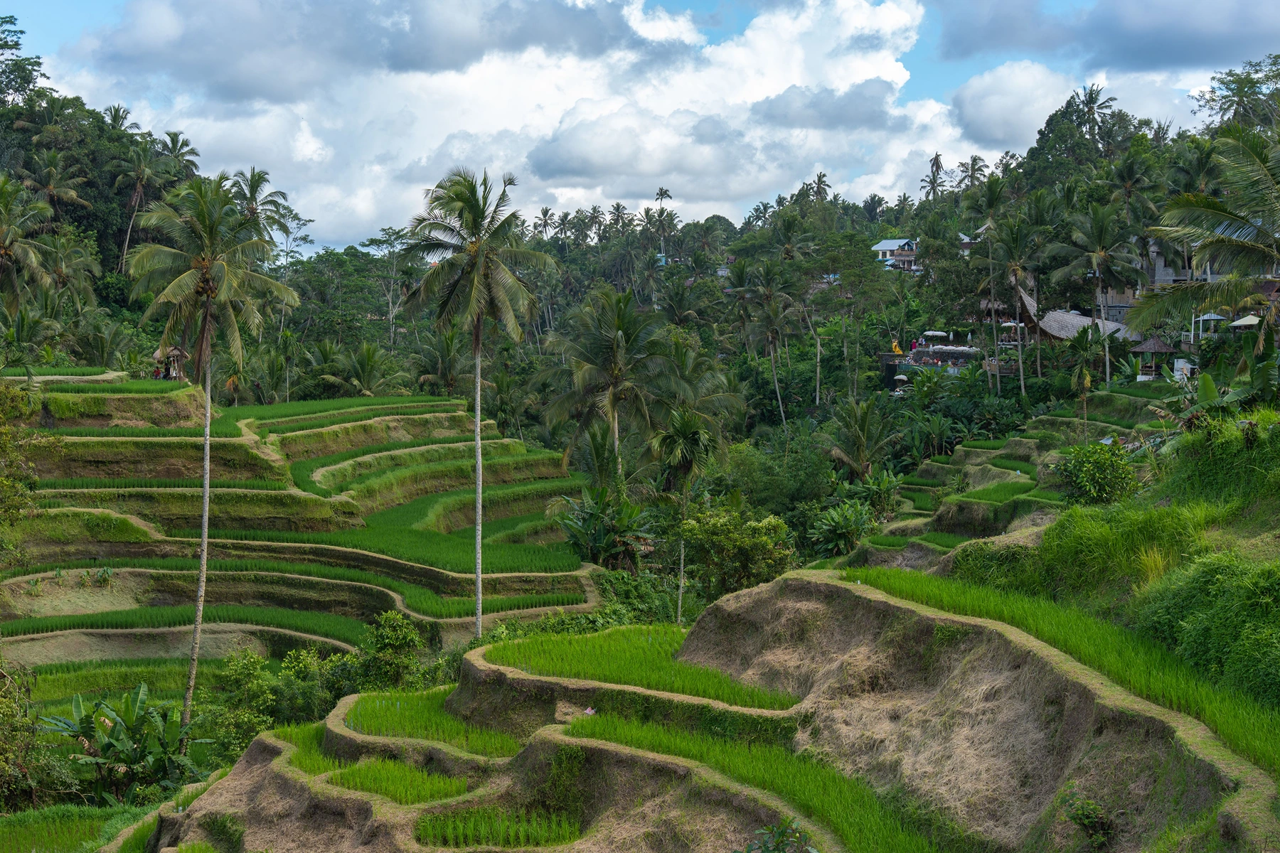 Tegalalang Rice Terrace